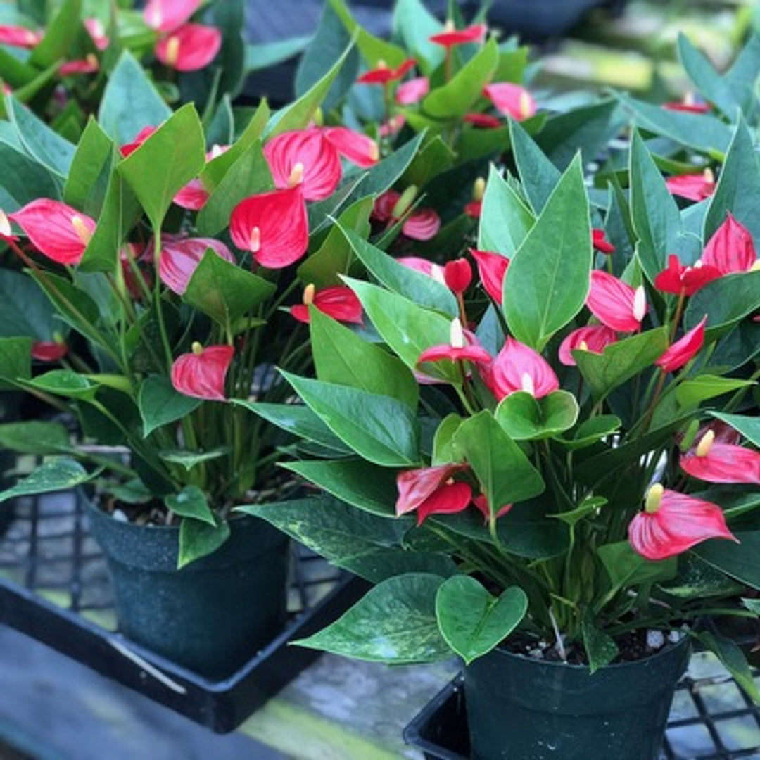 Anthurium Andraeanu Maroon Flower Seeds for Planting – Heirloom, Non-GMO, High Germination Organic Garden Seeds