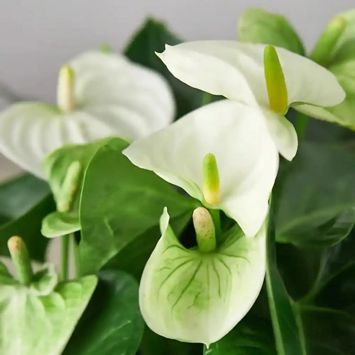 White Green Anthurium Flower Seeds for Planting – Heirloom, Non-GMO, High Germination Organic Garden Seeds