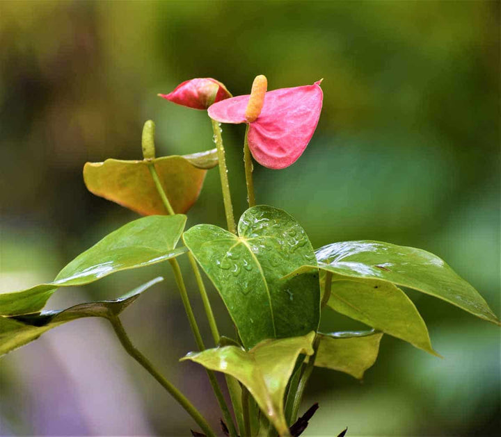 Anthurium Andraeanu Pink Flower Seeds for Planting – Heirloom Non-GMO, High Germination Organic Garden Seeds