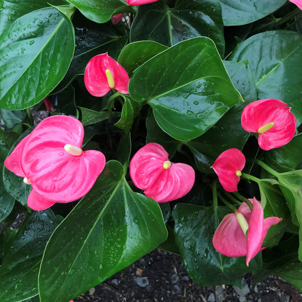 Dark Pink Anthurium Flower Seeds for Planting – Heirloom, Non-GMO, High Germination Organic Garden Seeds