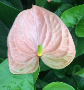 Light Pink Anthurium Flower Seeds for Planting – Heirloom, Non-GMO, High Germination Organic Garden Seeds