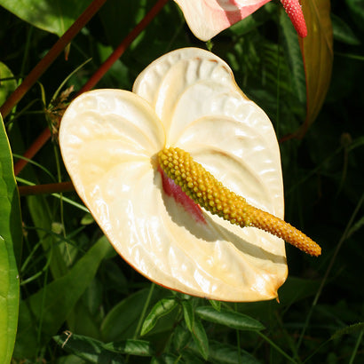 Cream Anthurium Flower Seeds for Planting – Shade Tolerant, Heirloom & Non-GMO Seeds for Home Garden