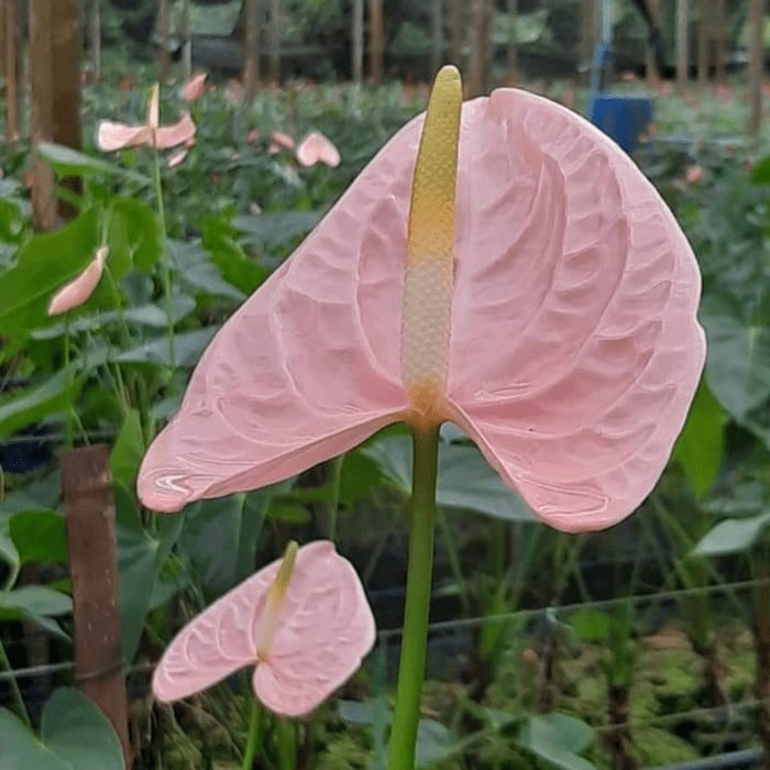 Light Pink Anthurium Flower Seeds for Planting – Heirloom, Non-GMO, High Germination Organic Garden Seeds