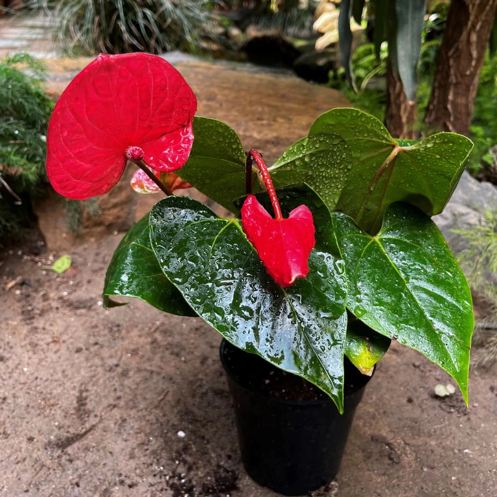 Red Anthurium Perennial Flower Seeds for Planting – Heirloom, Non-GMO, High Germination Organic Garden Seeds