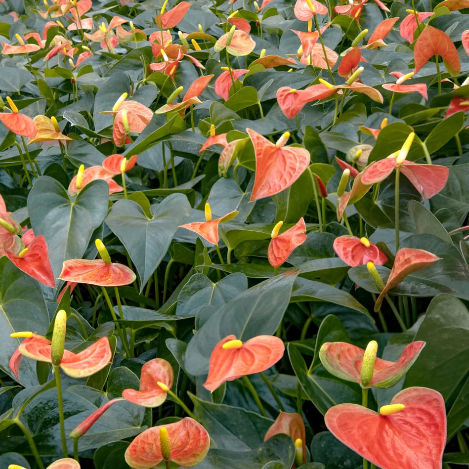 Anthurium Light Orange Flower Seeds for Planting 100 pcs - Fragrant Blossoms, Heirloom & GMO Free Seeds for Home Garden