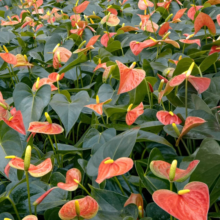 Orange Anthurium for Planting – Heirloom, Non-GMO Seeds for Home Garden, High Germination, Organic
