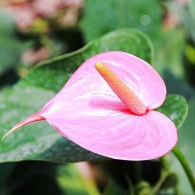 Rose Pink Anthurium Perennial Flower Seeds for Planting – Heirloom, Non-GMO, Sun Loving Garden Seeds