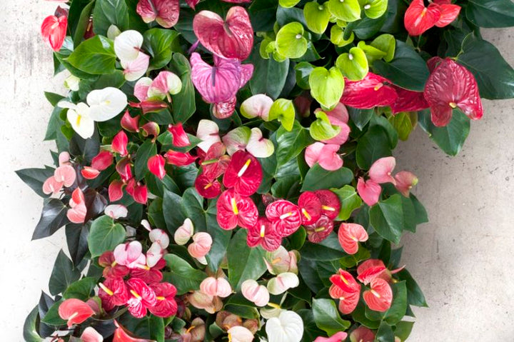 Anthurium Multi-Colour Flower Seeds for Planting – Heirloom, Non-GMO, High Germination Organic Garden Seeds