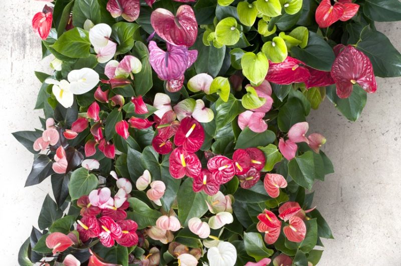 Multi Color Anthurium Flower Seeds for Planting – Heirloom, Non-GMO, Seasonal Bloomer, High Germination