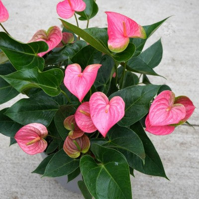 Anthurium Andraeanu Pink Flower Seeds for Planting - Shade Tolerant, Heirloom & GMO Free Seeds for Home Garden