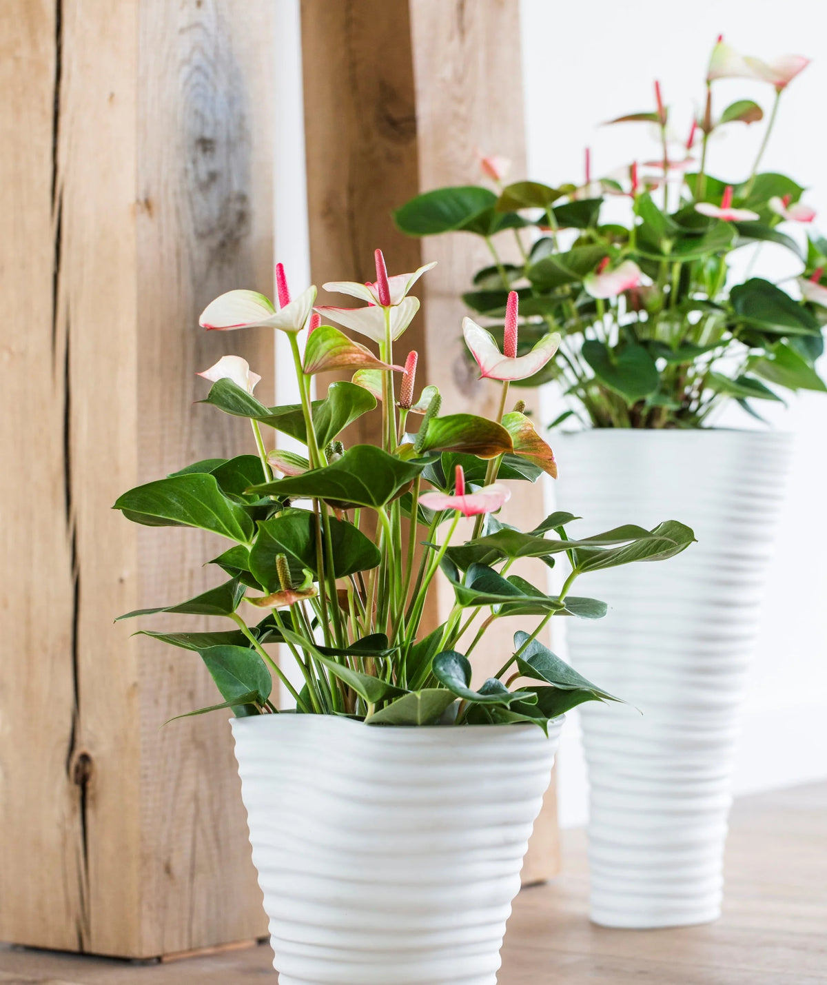 Flower Seeds, Seeds,Seeds For Planting,Plant Seeds