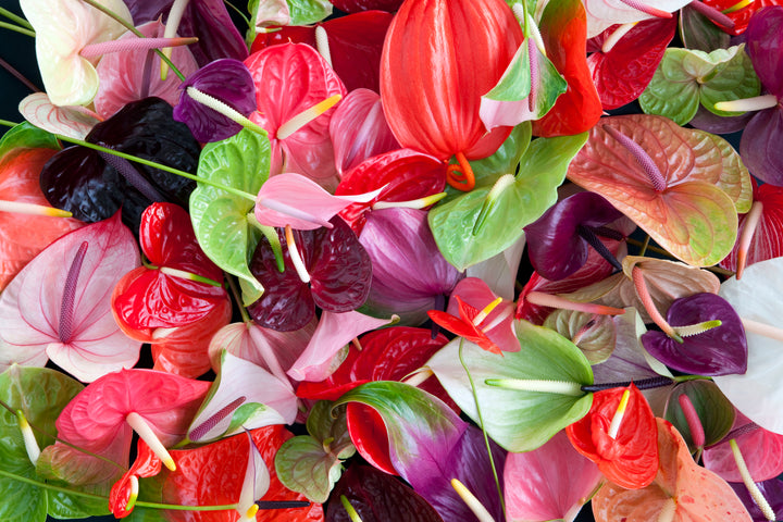 Anthurium Andraeanu Mixed Flower Seeds for Planting 100 pcs - Premium Quality, Heirloom & GMO Free Seeds for Home Garden