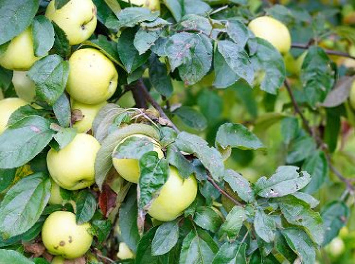 Antonovka Apple seeds for planting - Heirloom & Non-GMO hardy fruit tree garden seeds