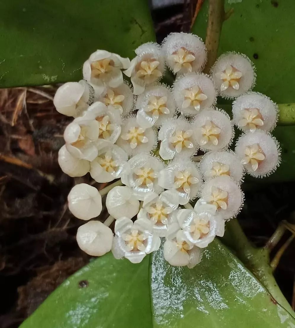 Yellow White Hoya Flower Seeds for Planting – Heirloom, Non-GMO, High Germination Organic Garden Seeds