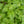 Apple Mint Herb Seeds – Heirloom, Non-GMO Seeds for Garden Planting, Top Choice Variety