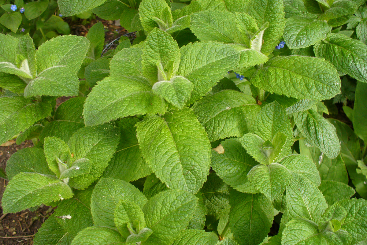 Apple Mint Herb Seeds – Heirloom, Non-GMO Seeds for Garden Planting, Top Choice Variety