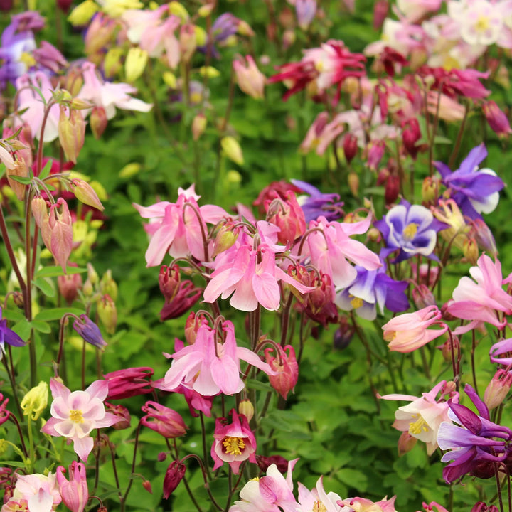Flower Seeds, Seeds,Seeds For Planting,Plant Seeds