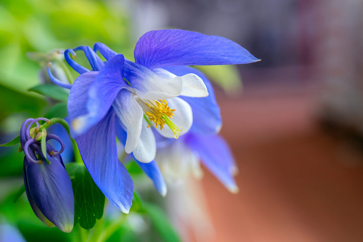 Sky Blue Columbine Flower Seeds for Planting – Heirloom, Non-GMO, Perfect for Borders & Home Garden