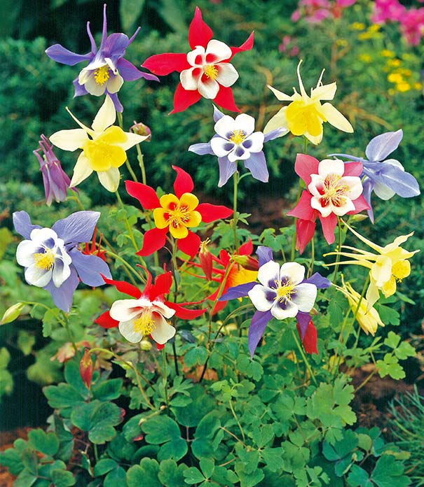 Multi-Color Aquilegia Flower Seeds for Planting – Seasonal Bloomer, Heirloom, Non-GMO, High Germination Organic Garden Seeds