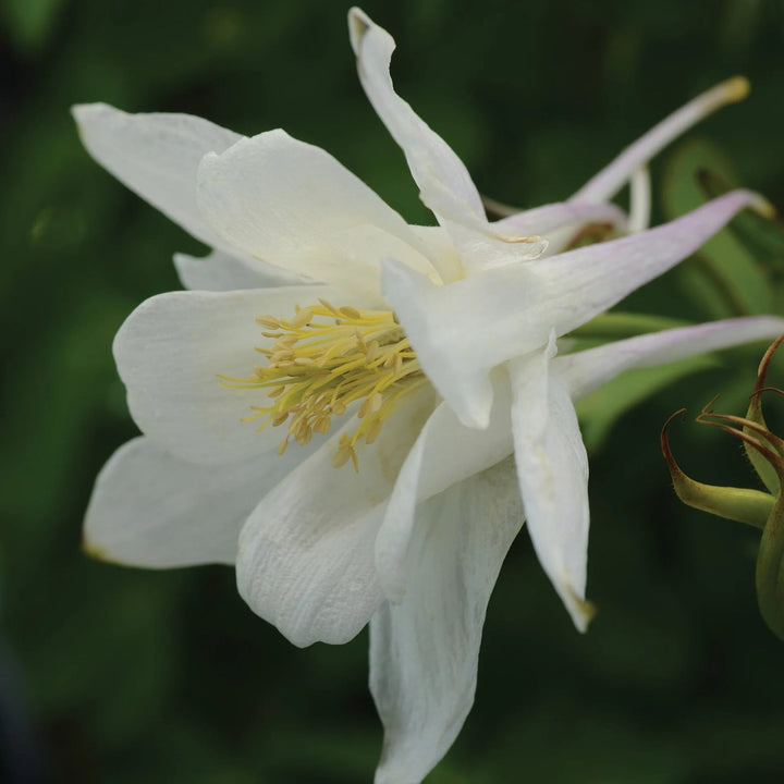 White Columbine Flower Seeds for Planting – Heirloom, Non-GMO, Wildflower Mix, High Germination