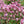 Flower Seeds, Seeds,Seeds For Planting,Plant Seeds