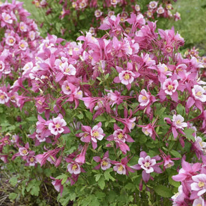 Flower Seeds, Seeds,Seeds For Planting,Plant Seeds