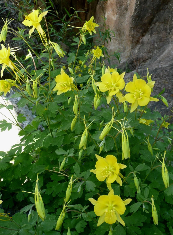 Yellow Aquilegia Flower Seeds for Planting – Heirloom Non-GMO High Germination Organic Garden Seeds