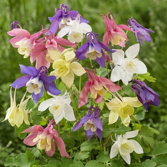 Mixed Colour Aquilegia Flower Seeds for Planting – Heirloom, Non-GMO, Bright Blooms, High Germination