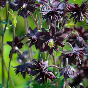 Flower Seeds, Seeds,Seeds For Planting,Plant Seeds