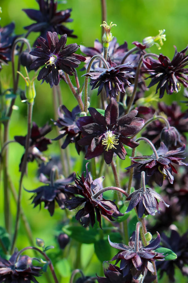 Flower Seeds, Seeds,Seeds For Planting,Plant Seeds