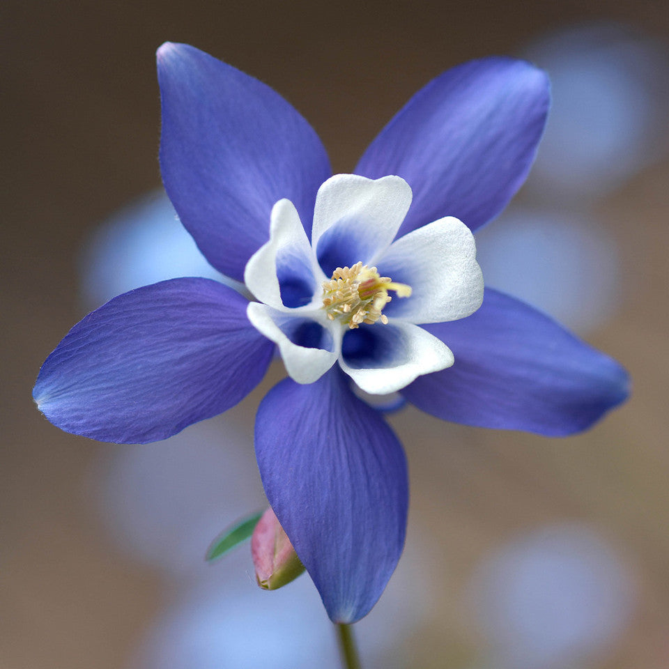 Blue Aquilegia Flower Seeds for Planting – Heirloom Non-GMO, High Germination Organic Garden Seeds
