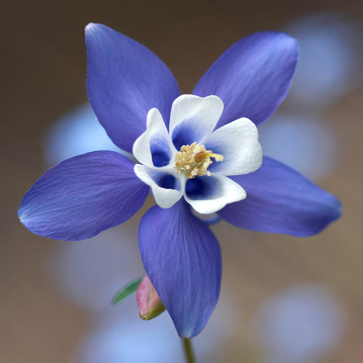 Blue Aquilegia Flower Seeds for Planting – Heirloom Non-GMO, High Germination Organic Garden Seeds