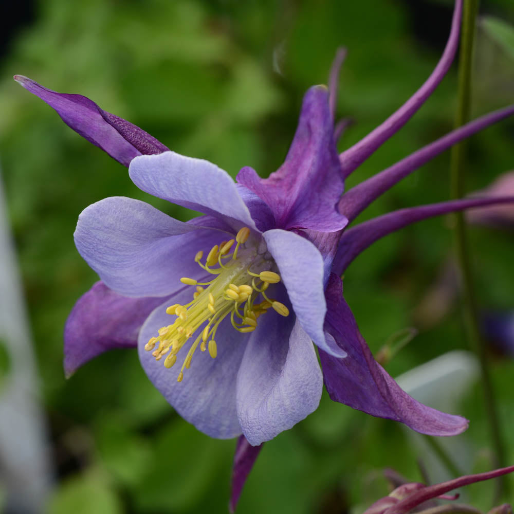 Purple Aquilegia Flower Seeds for Planting – Heirloom Non-GMO, High Germination Organic Garden Seeds