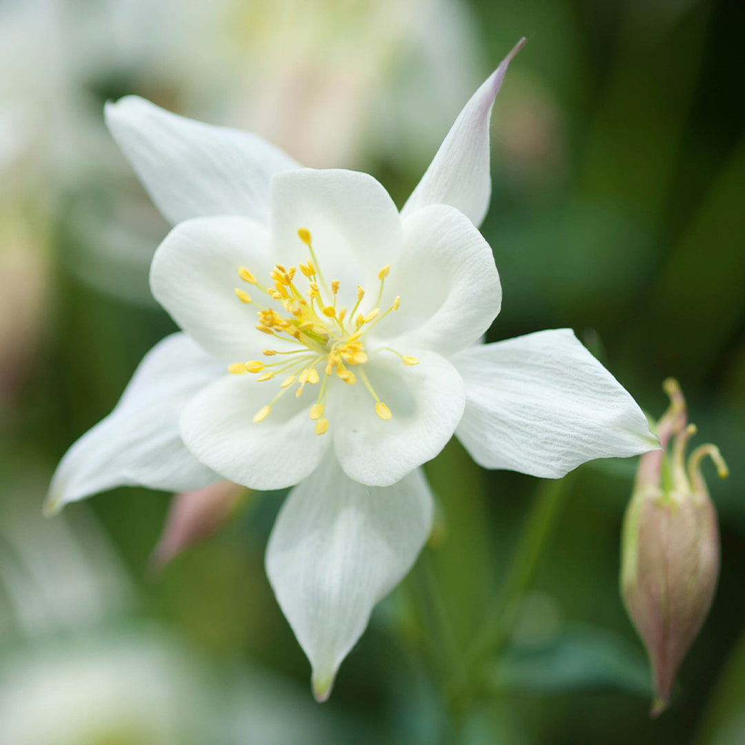 White Aquilegia Flower Seeds for Planting – Heirloom, Non-GMO, High Germination Organic Garden Seeds