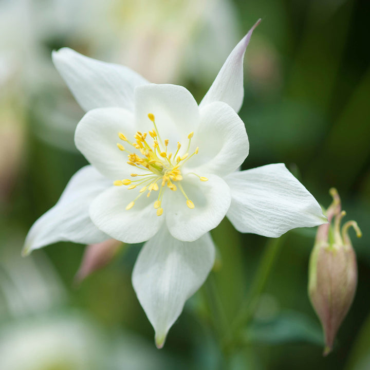 White Aquilegia Flower Seeds for Planting – Heirloom, Non-GMO, High Germination Organic Garden Seeds