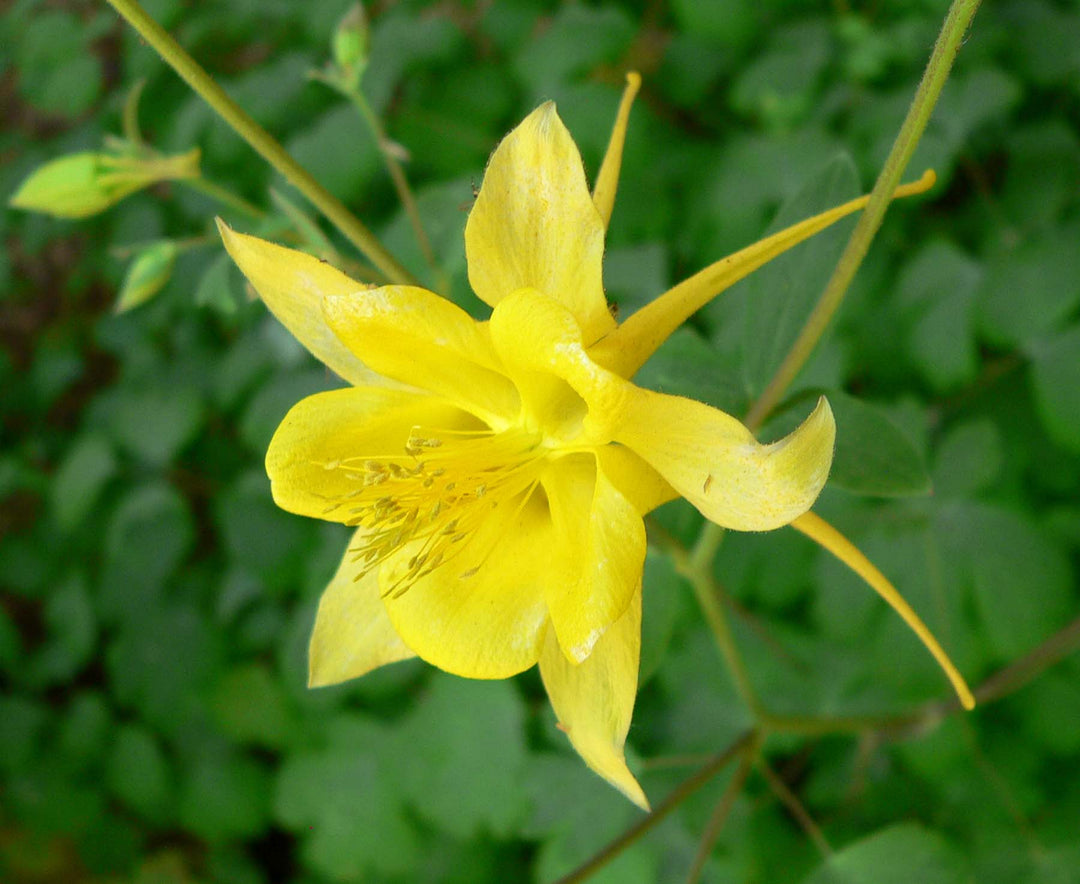 Yellow Aquilegia Flower Seeds for Planting – Heirloom Non-GMO High Germination Organic Garden Seeds