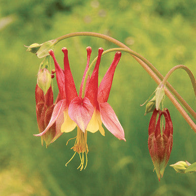 Light Red Aquilegia Flower Seeds for Planting – Heirloom, Non-GMO, High Germination Organic Garden Seeds