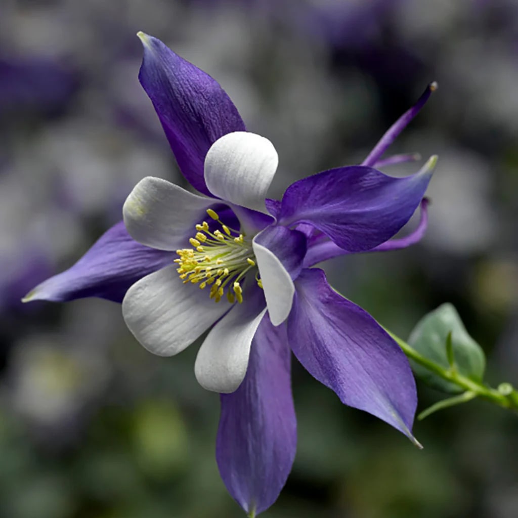 White Dark Violet Aquilegia Flower Seeds for Planting – Heirloom, Non-GMO, High Germination Garden Seeds