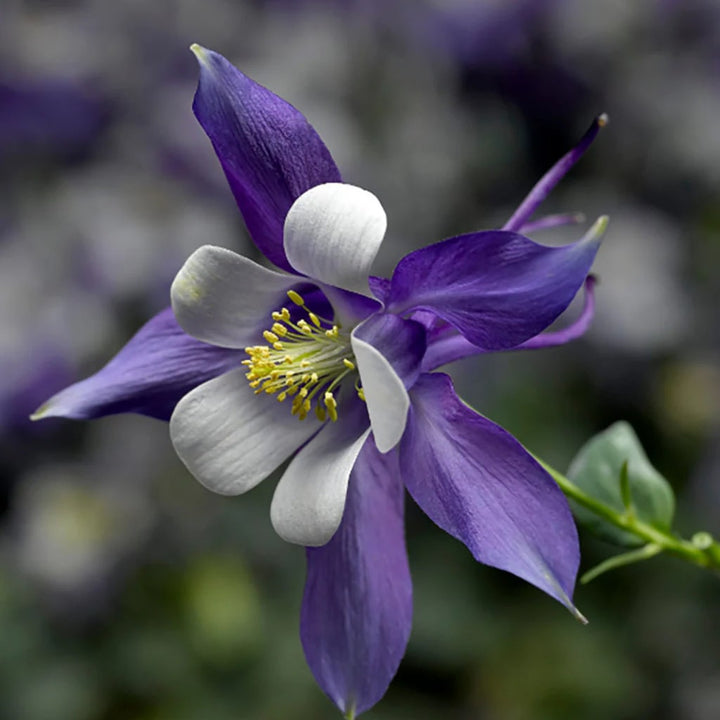 White Dark Violet Aquilegia Flower Seeds for Planting – Heirloom, Non-GMO, High Germination Garden Seeds