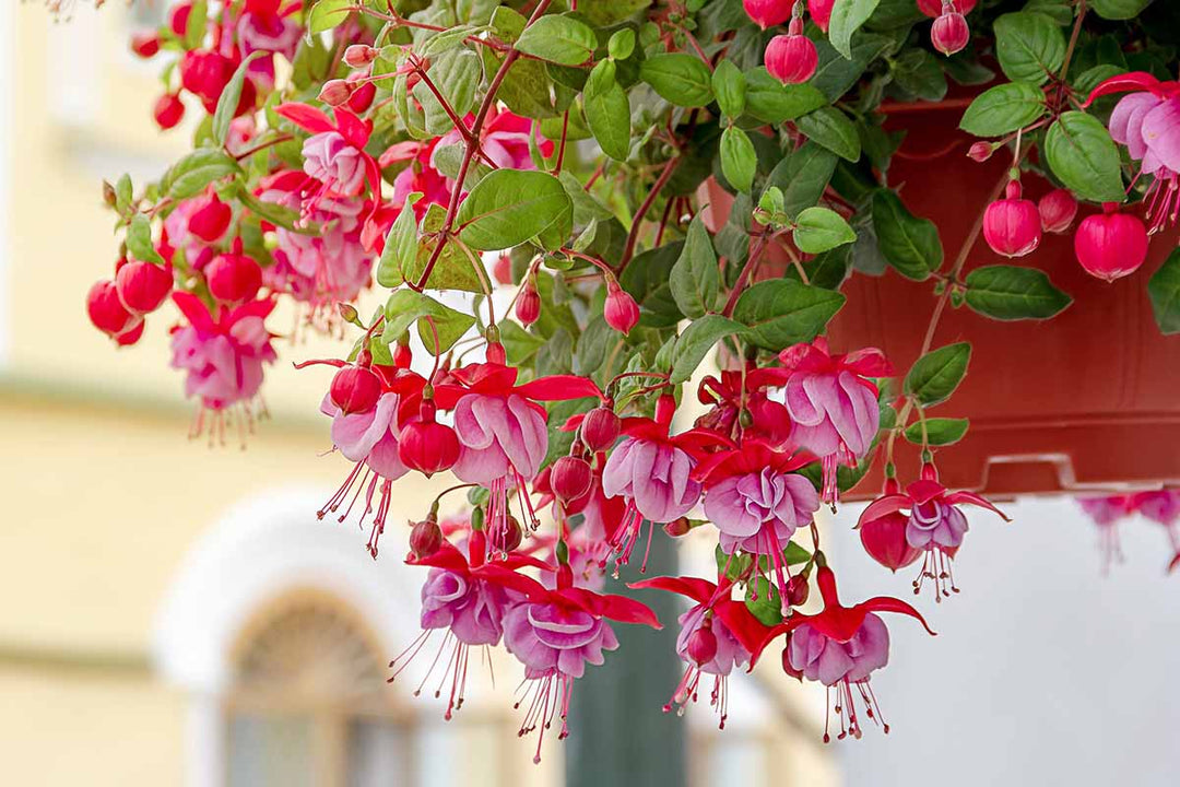 Red Pink Fuchsia Flower Seeds for Planting – Heirloom, Non-GMO, High Germination Organic Garden Seeds