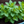 Apple Mint Herb Seeds – Heirloom, Non-GMO Seeds for Garden Planting, Top Choice Variety