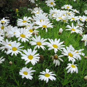 Flower Seeds, Seeds,Seeds For Planting,Plant Seeds