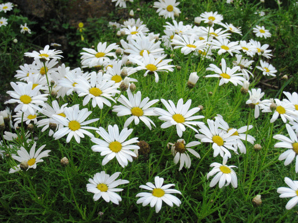 Flower Seeds, Seeds,Seeds For Planting,Plant Seeds
