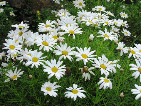 Flower Seeds, Seeds,Seeds For Planting,Plant Seeds