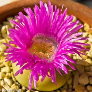 Argyroderma Flower Seeds for Planting – Heirloom, Non-GMO, High Germination Hardy Variety