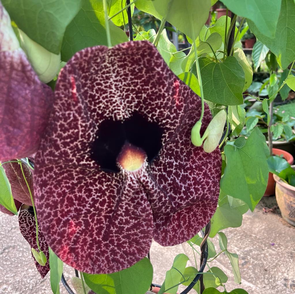 Aristolochia Elegans Flower seeds for Planting – Hardy Heirloom Non-GMO Seeds for Home Garden, High Germination