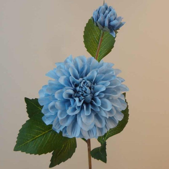 Light Blue Dahlia Flower Seeds for Planting – Heirloom, Non-GMO, High Germination Organic Garden Seeds