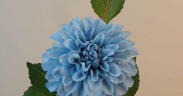 White Blue Dahlia Flower Seeds for Planting – Heirloom, Non-GMO, High Germination Mix