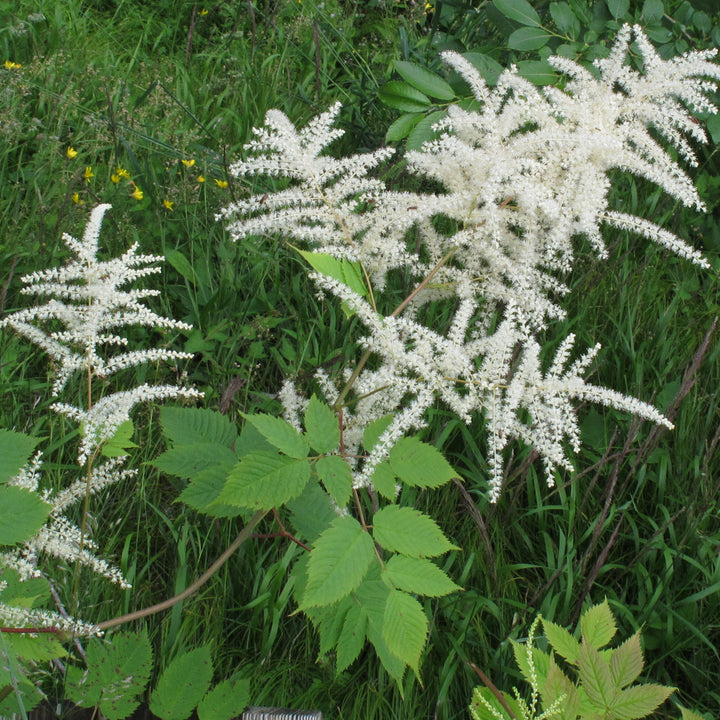 Aruncus Flower Seeds for Planting – Heirloom, Non-GMO, High Germination Organic Garden Seeds