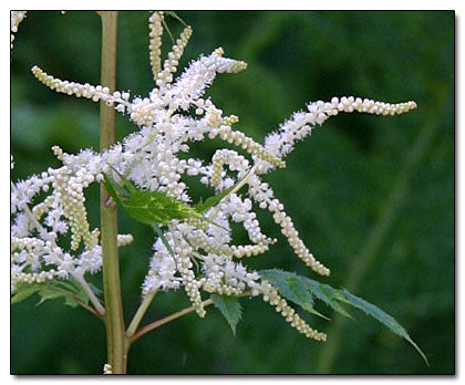 Aruncus Flower Seeds for Planting – Heirloom, Non-GMO, High Germination Organic Garden Seeds